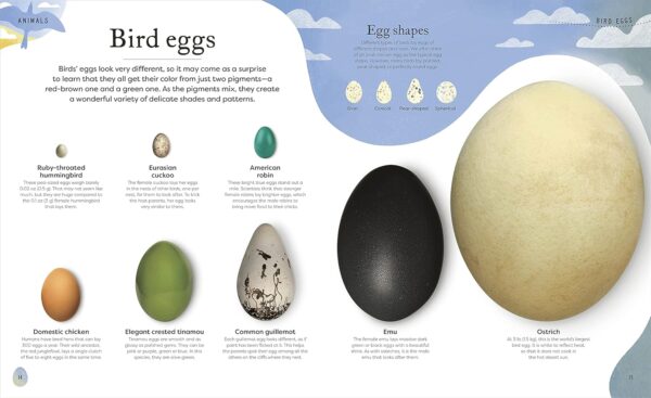 Nature's Treasures: Tales Of More Than 100 Extraordinary Objects From Nature (DK Treasures) - Image 3
