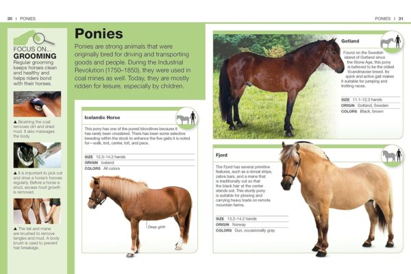 Pocket Genius: Horses: Facts at Your Fingertips - Image 4