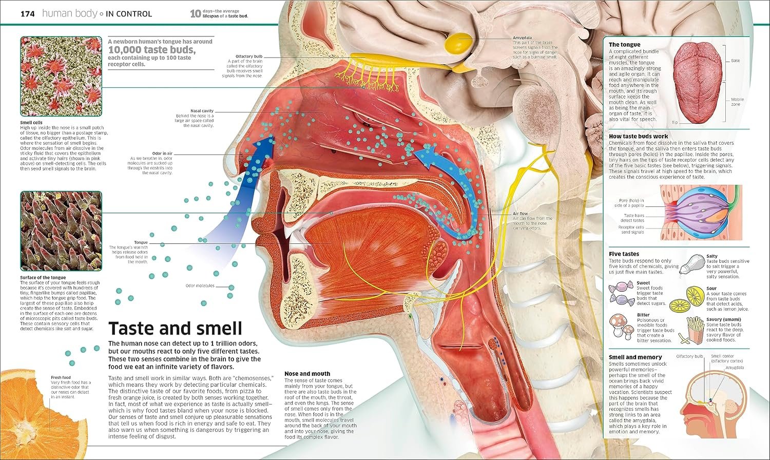 Knowledge Encyclopedia: The World as You've Never Seen it Before (DK Knowledge Encyclopedias) - Image 3