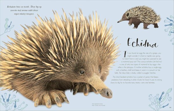 The Wonders of Nature (DK Children's Anthologies) - Image 4