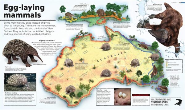 What's Where on Earth? Animal Atlas: The World's Wildlife as You've Never Seen it Before - Image 7