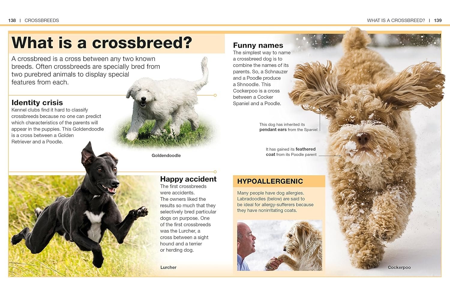 Pocket Genius Dogs Facts at Your Fingertips by DK (Author) Reading age 8 - 12 years - Image 3