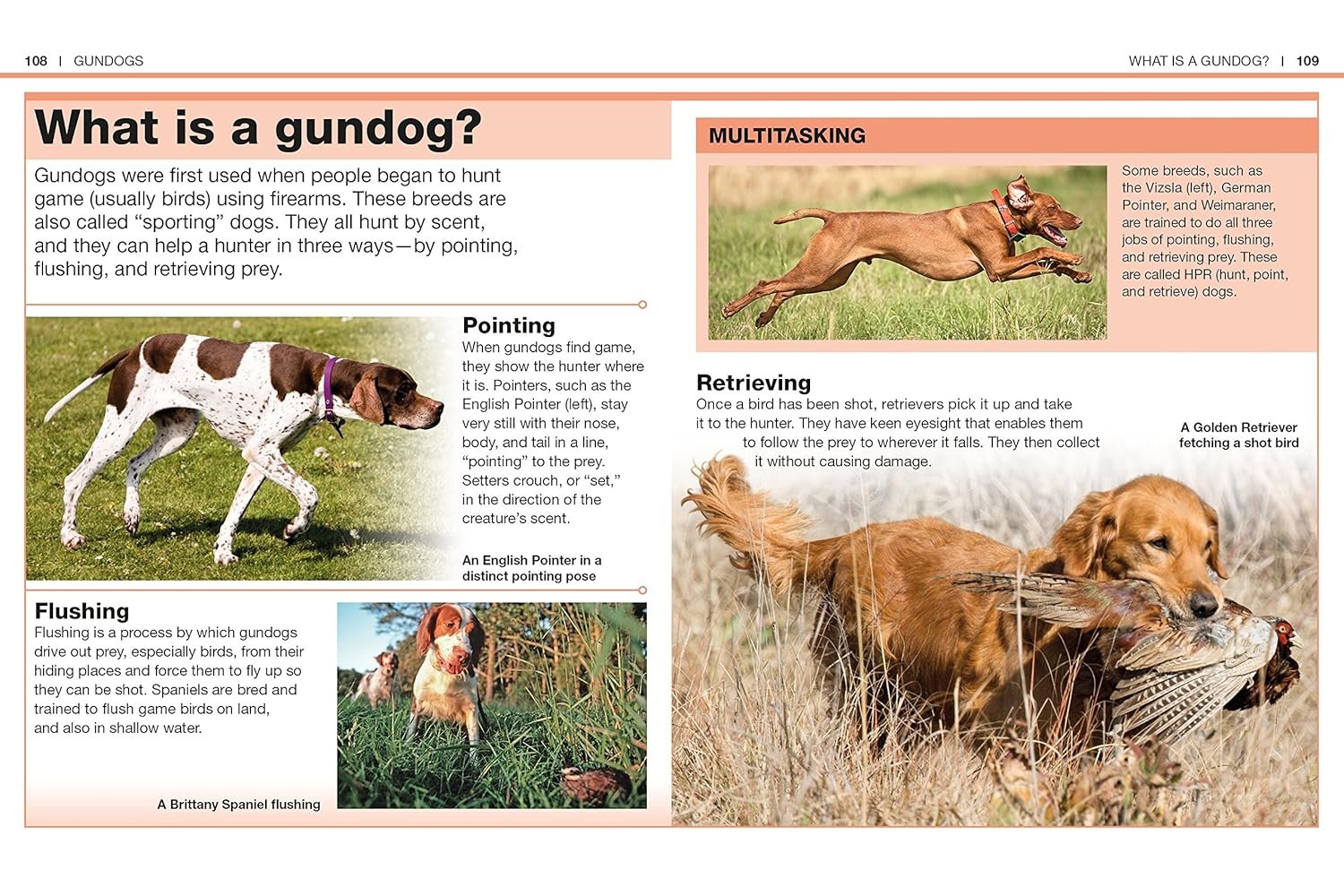 Pocket Genius Dogs Facts at Your Fingertips by DK (Author) Reading age 8 - 12 years - Image 5