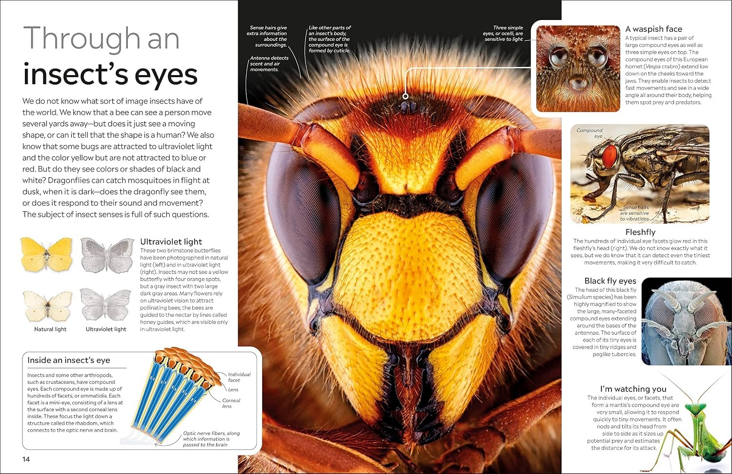 Eyewitness Insect - Image 3