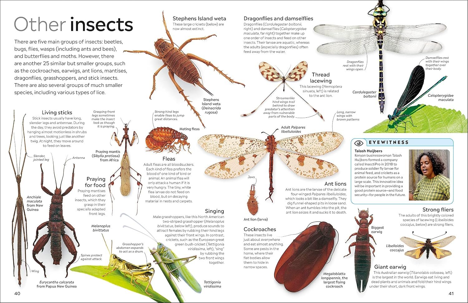 Eyewitness Insect - Image 7