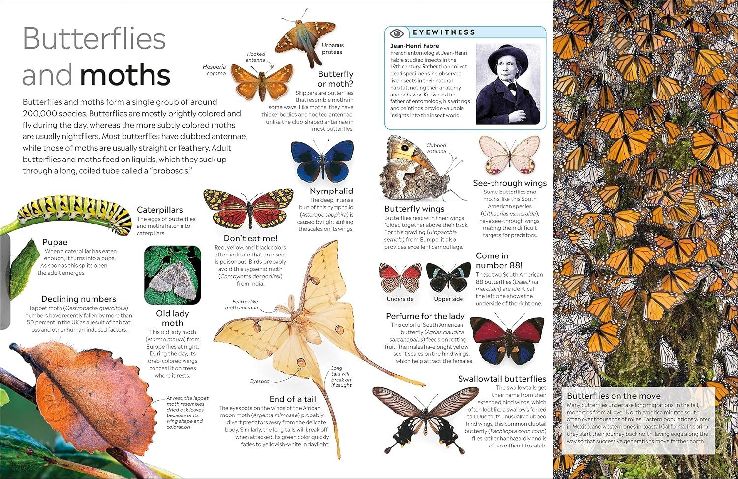 Eyewitness Insect - Image 4