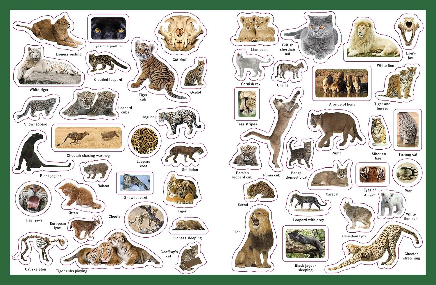 Big Cats (Eye Wonder) - Image 5