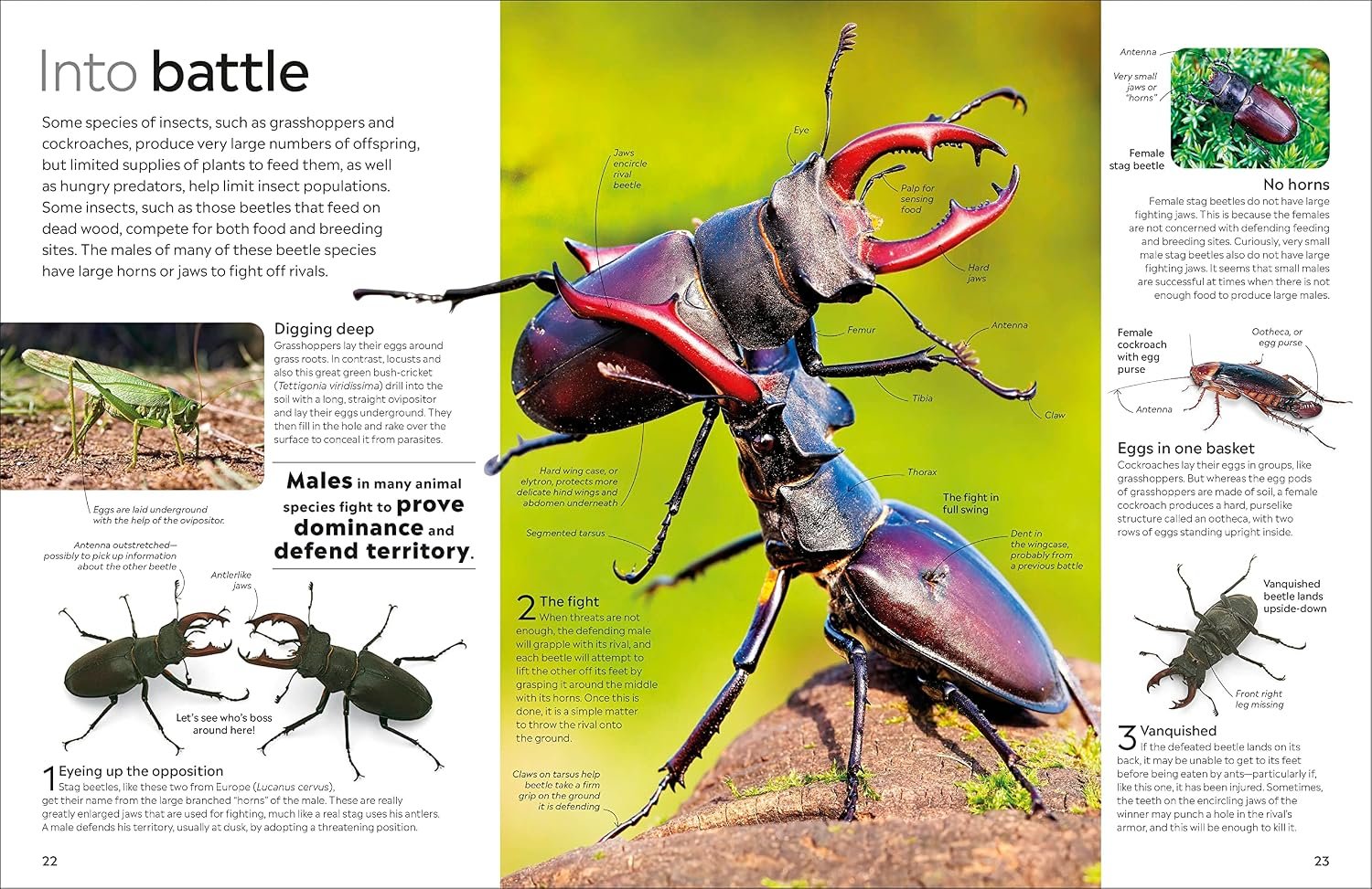 Eyewitness Insect - Image 5