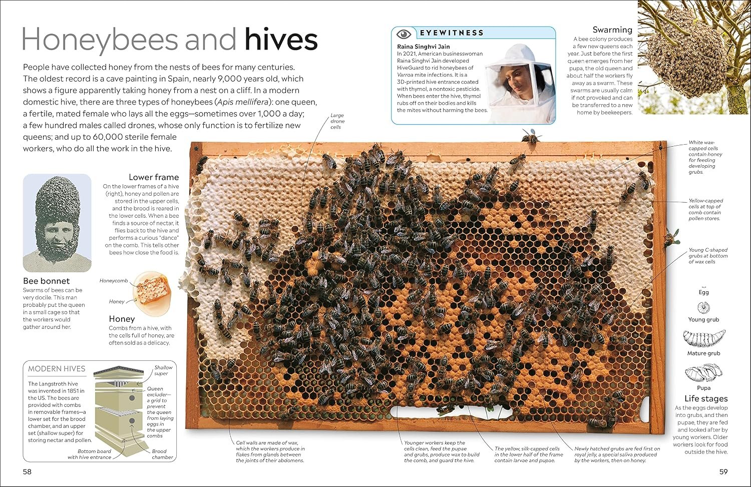Eyewitness Insect - Image 6