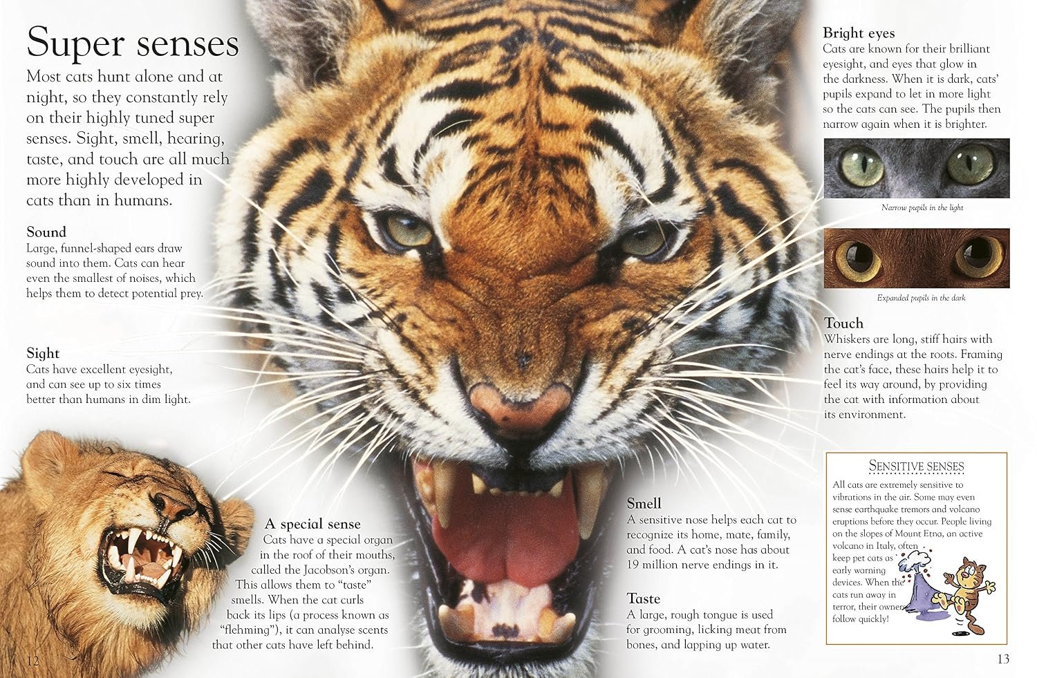 Big Cats (Eye Wonder) - Image 3