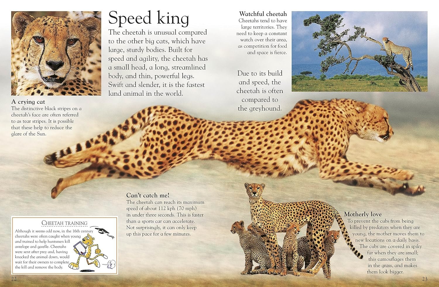 Big Cats (Eye Wonder) - Image 2
